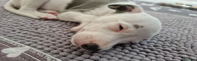 Whippet 1