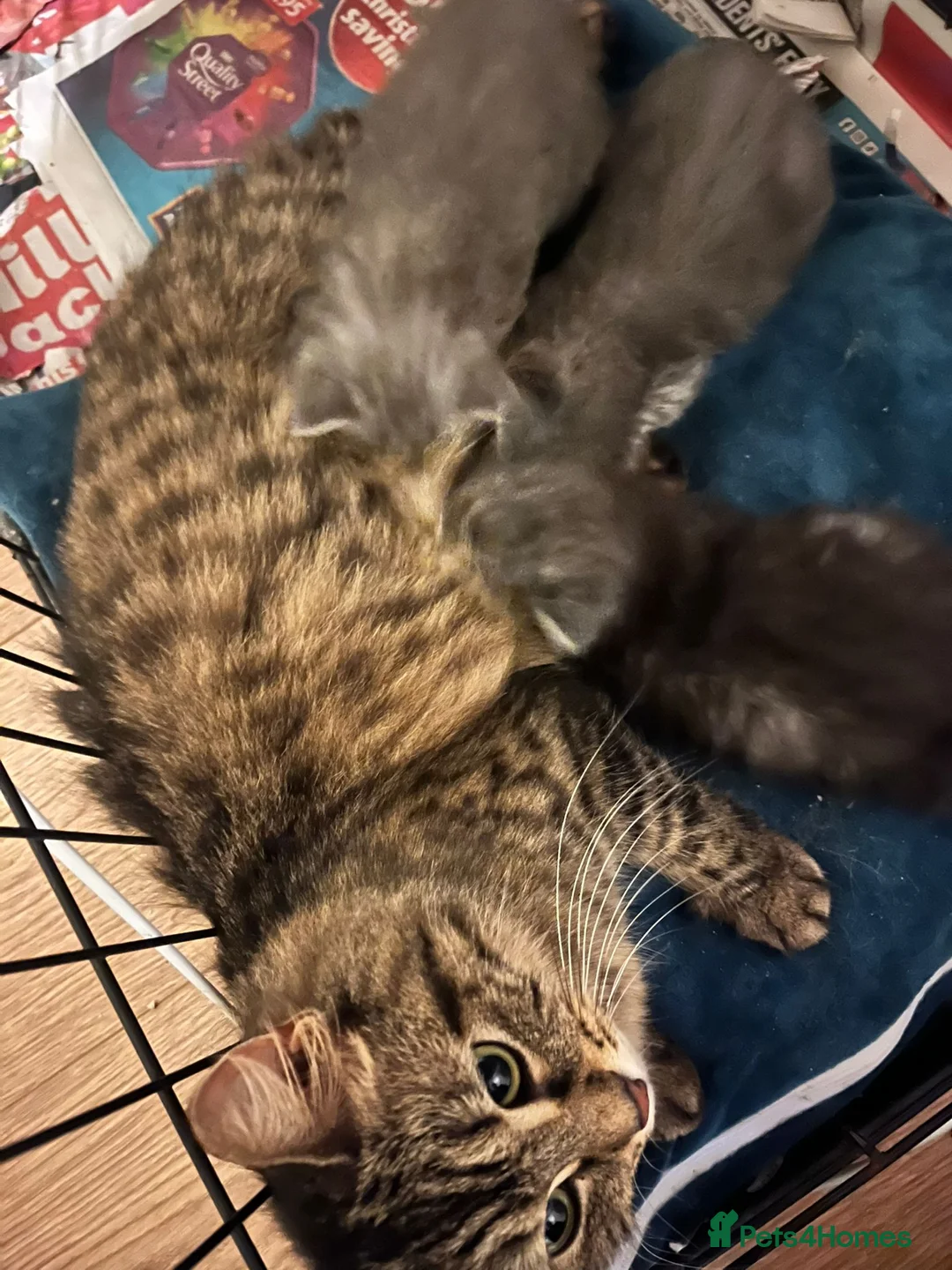 Maine Coon cats for sale: Lynne Durham  - Advert 1