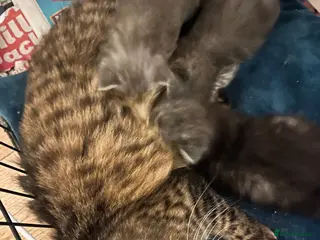 Maine Coon cats Lynne Durham - Advert 11