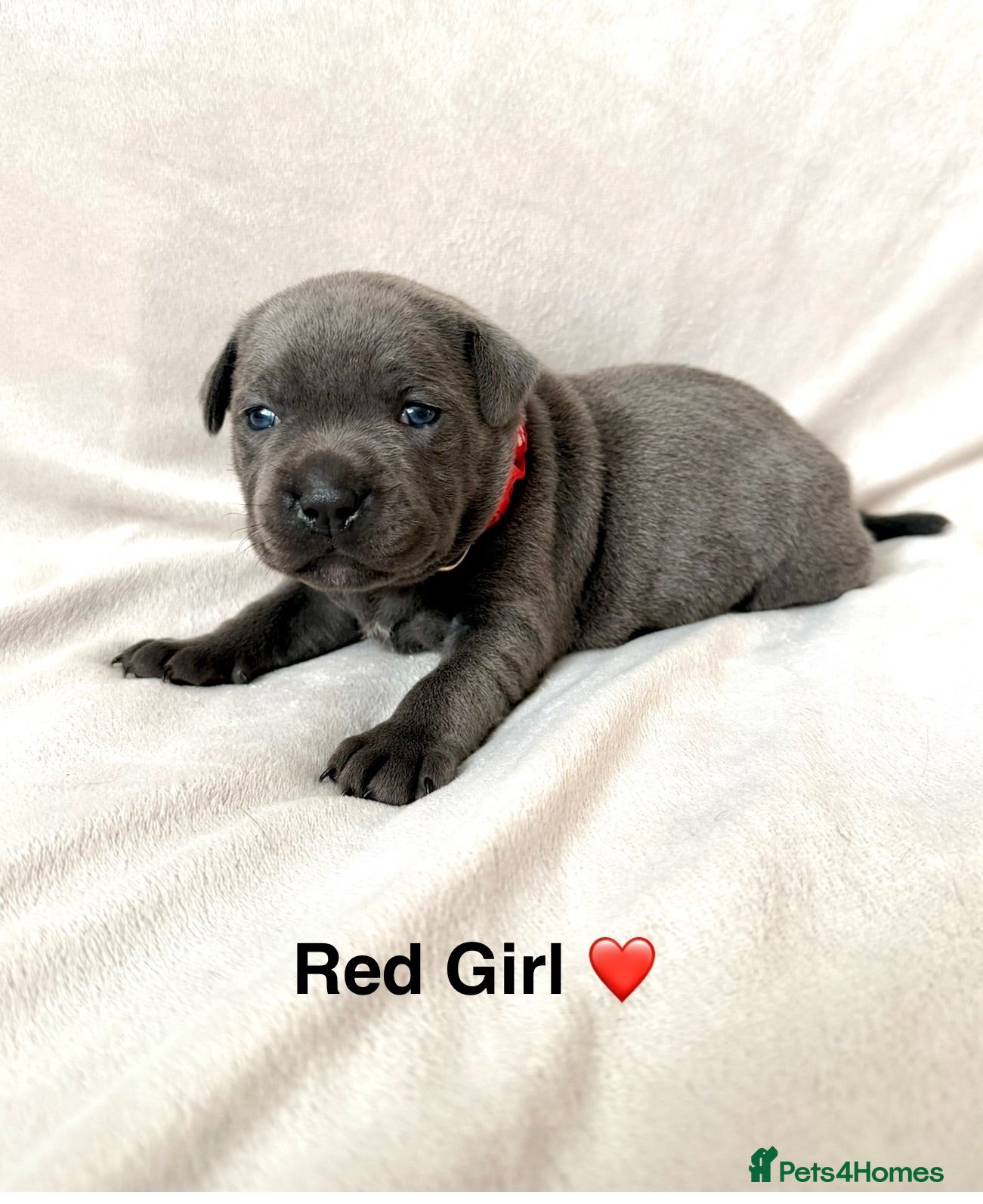 Staffordshire Bull Terrier dogs Beautiful Blue Staffy Pups  - Advert 1
