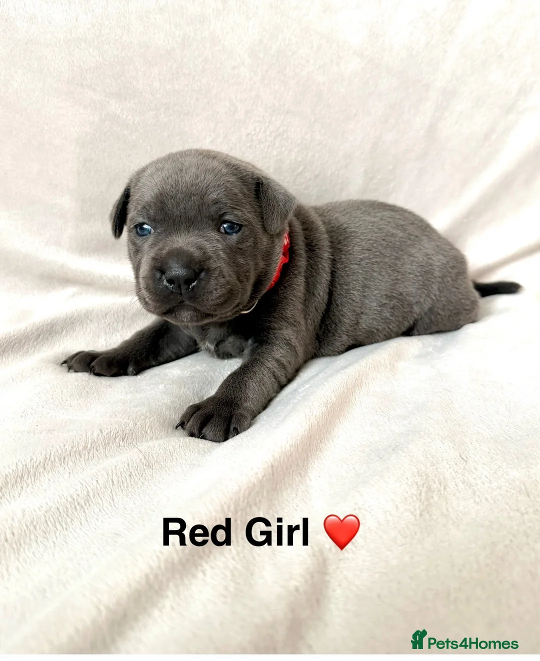Staffordshire Bull Terrier dogs for sale: Beautiful Blue Staffy Pups  - Advert 1