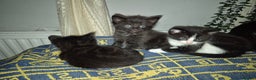 Mixed Breed cats for sale: 3 beautiful mixed breed kittens - Advert 2