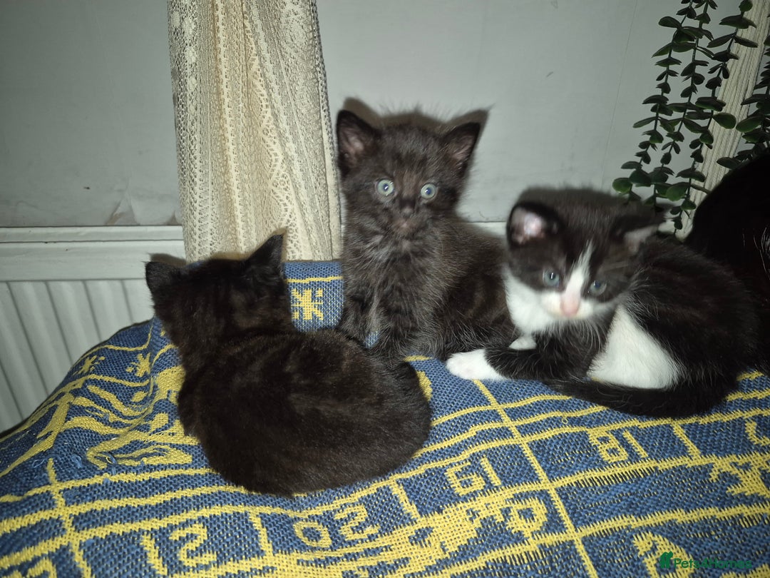 Mixed Breed cats for sale: 3 beautiful mixed breed kittens - Advert 2