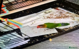 Lovebirds birds for sale: Lovebird - Advert 3