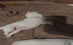Siberian Husky dogs for sale: Siberian huskies - Image 4