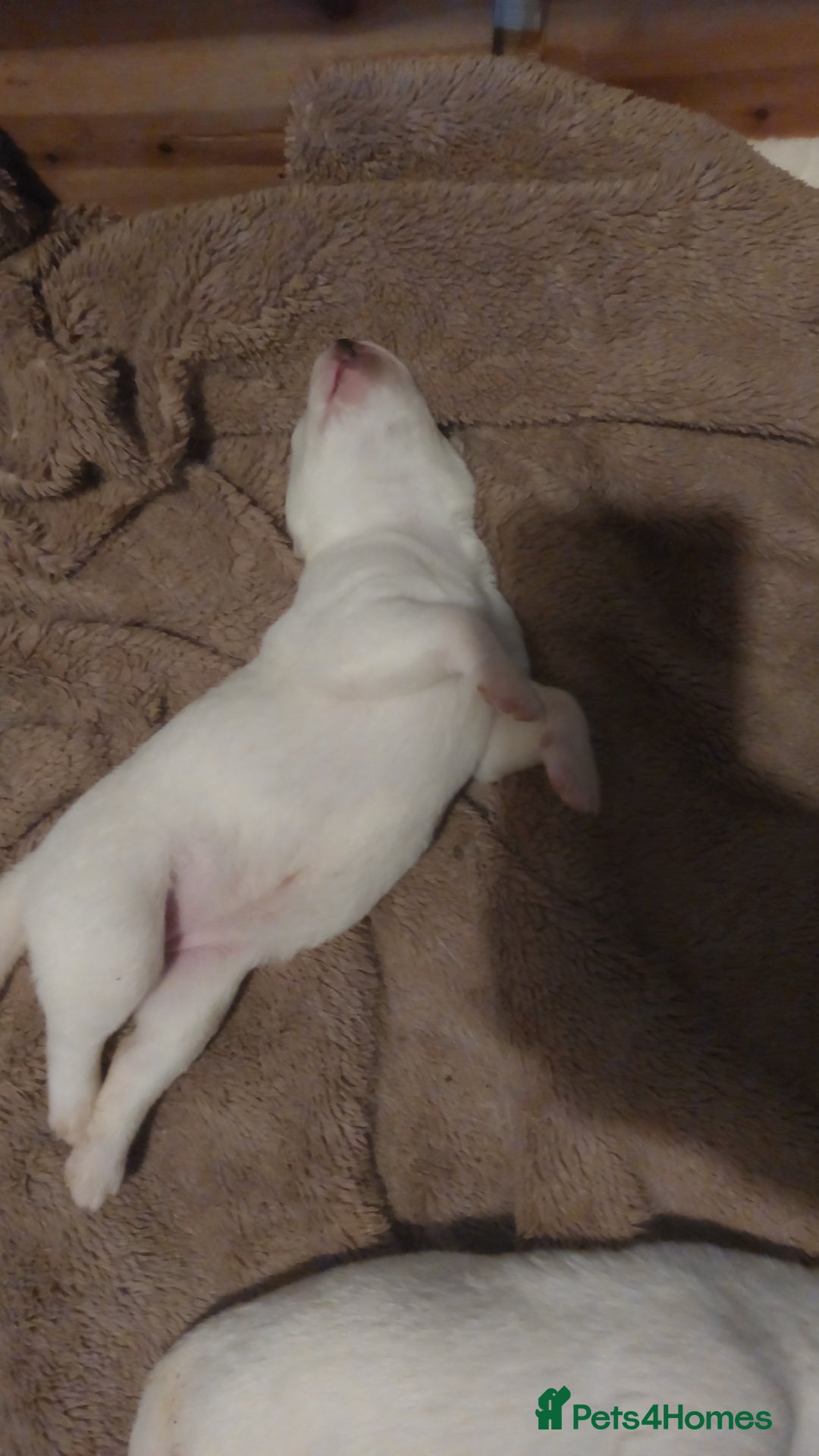 Siberian Husky dogs for sale: Siberian huskies - Image 4