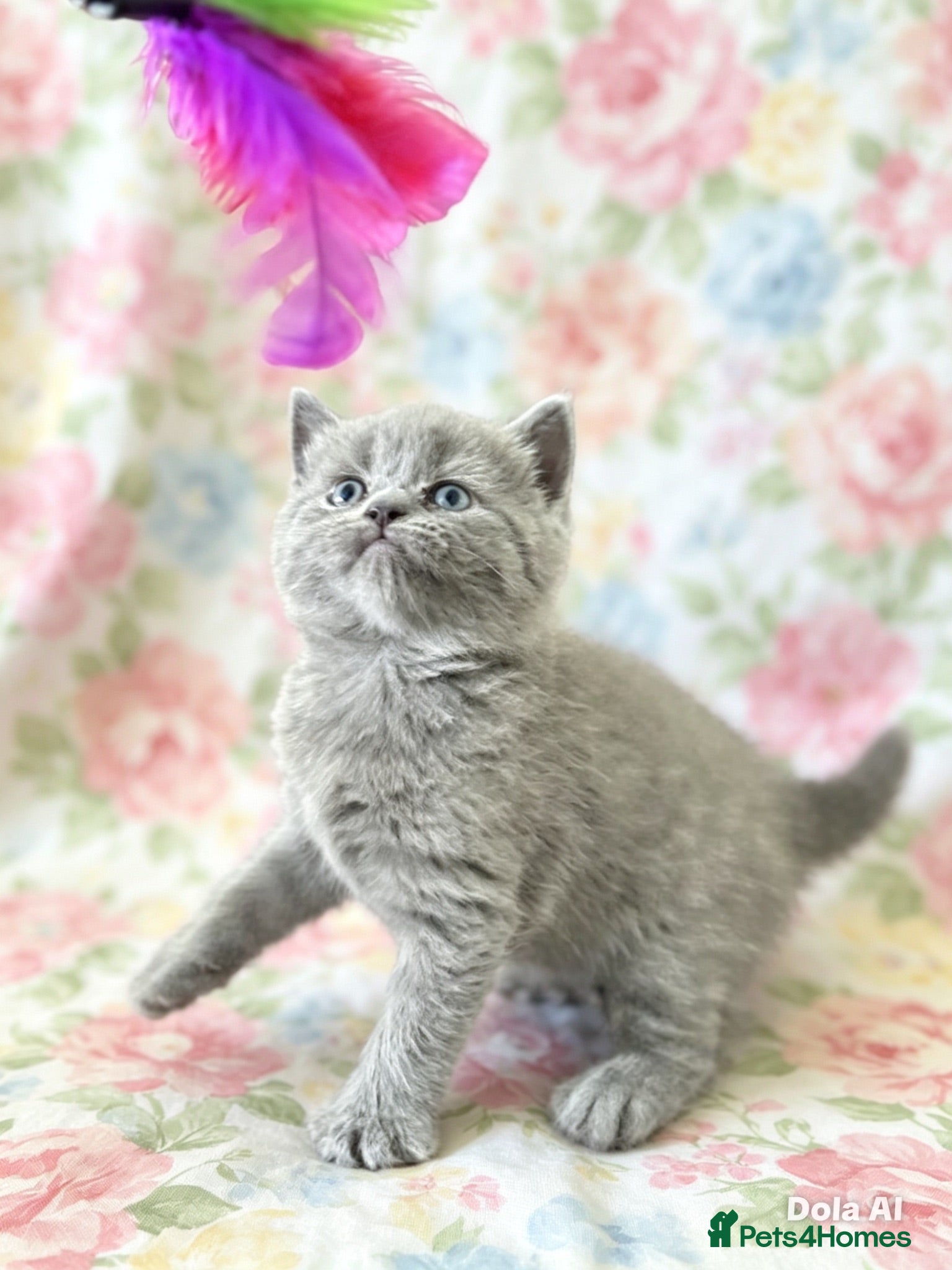 British Shorthair cats British shorthair chocolate and blue girls - Advert 1