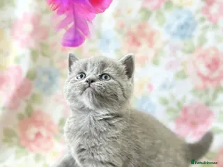 British Shorthair cats British shorthair chocolate and blue girls - Advert 1