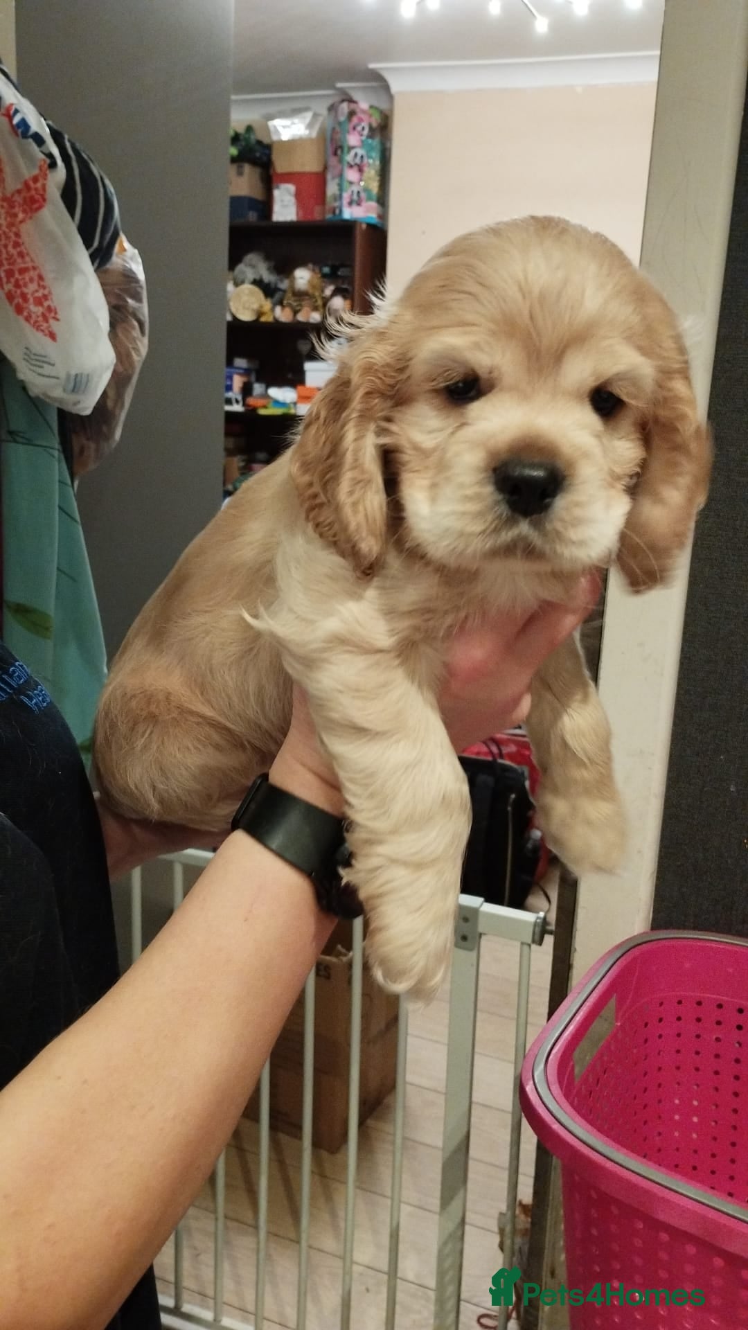 Mixed Breed dogs for sale: CavalierxCocker Spaniel Puppies -Both Parents Here - Image 7
