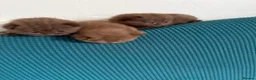 British Shorthair cats for sale: British shorthair cinnamon brown Kittens  - Advert 5
