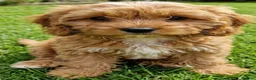 Cavapoo dogs for sale: Cavapoo Puppies looking for their forever homes - Advert 11