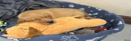 Labrador Retriever dogs for sale: Dark fox red Labrador Retriever Puppies For Sale  in Corwen - Advert 13