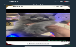 British Shorthair cats for sale: British Shorthair kittens  - Image 11