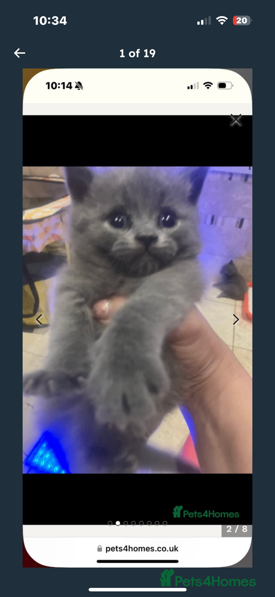 British Shorthair cats for sale: British Shorthair kittens  - Image 11