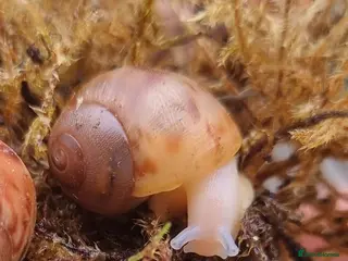 Snails invertebrates Leucistic Ovum Land Snails 🐌 - Advert 13