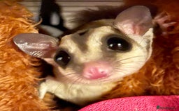 Sugar Glider rodents for sale: Male Sugar Gliders approx a year old  - Image 4