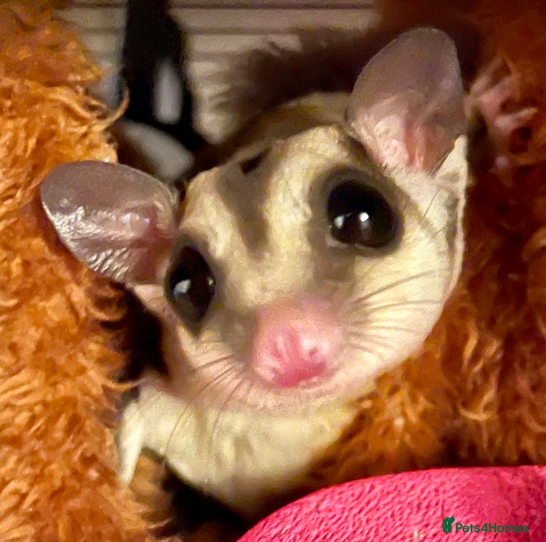 Sugar Glider rodents for sale: Male Sugar Gliders approx a year old  - Image 4