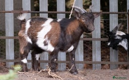 Goats livestock for sale: 3 male 2 female goats for sale .  - Image 8