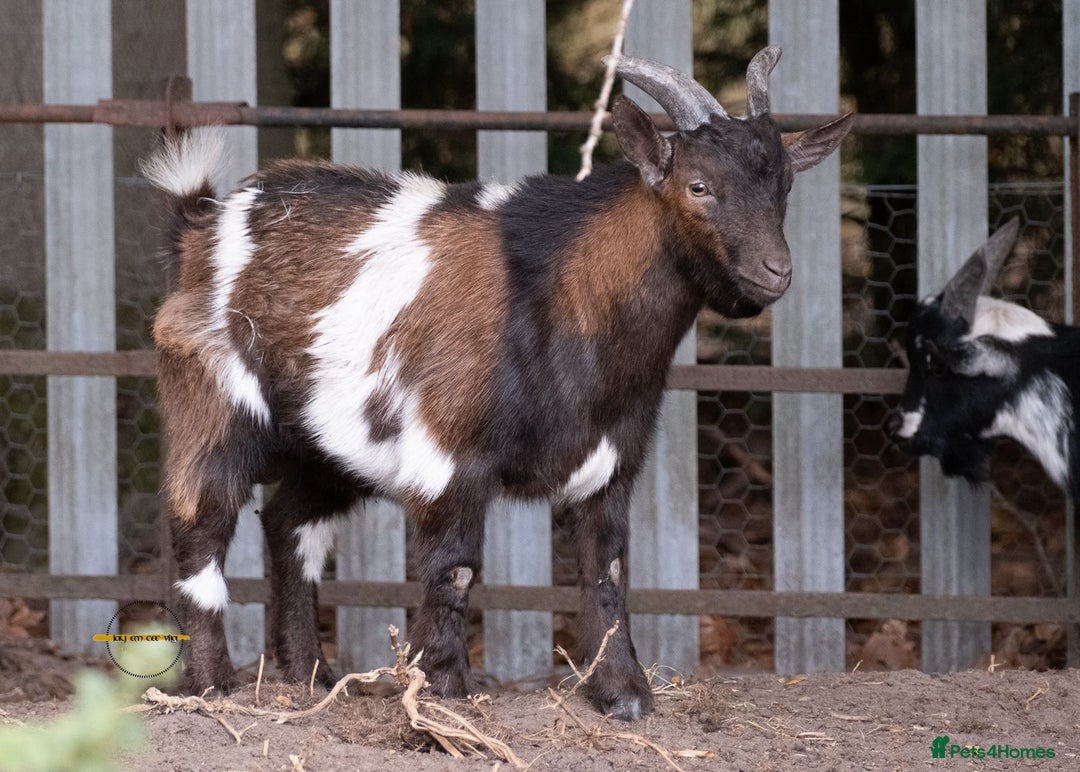 Goats livestock for sale: 3 male 2 female goats for sale .  - Image 8