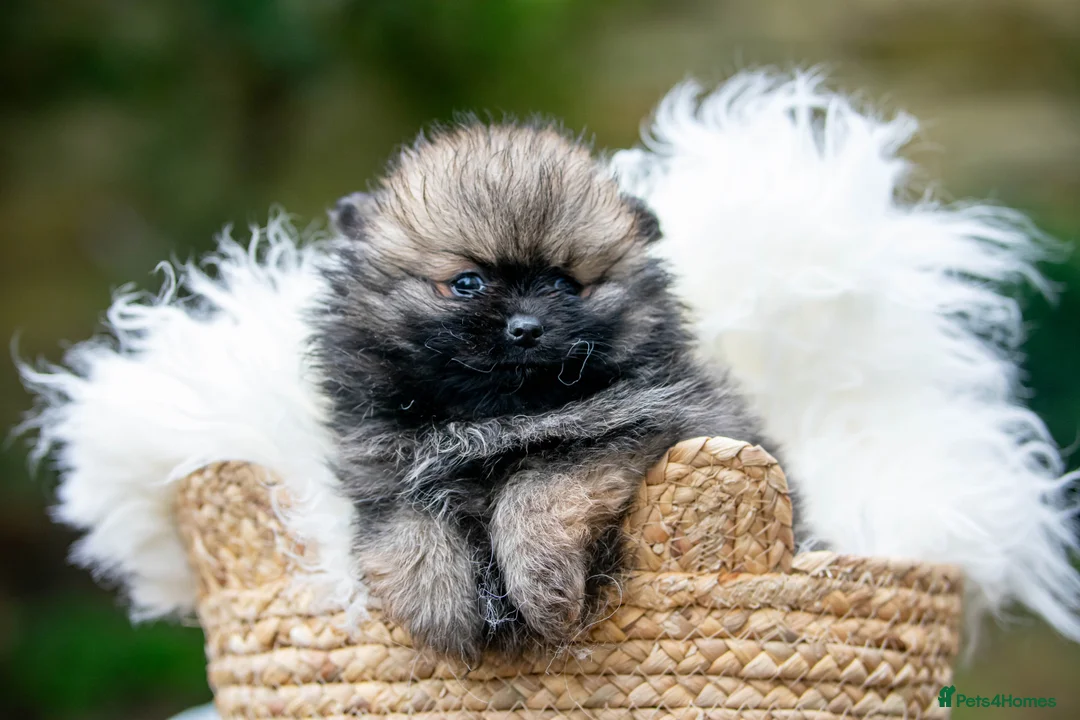 Pomeranian dogs for stud: Outstanding Tiny Stud Boy kc in Pontefract - Advert 11