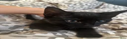 Mixed Breed cats for sale: Two black kittens  - Advert 3
