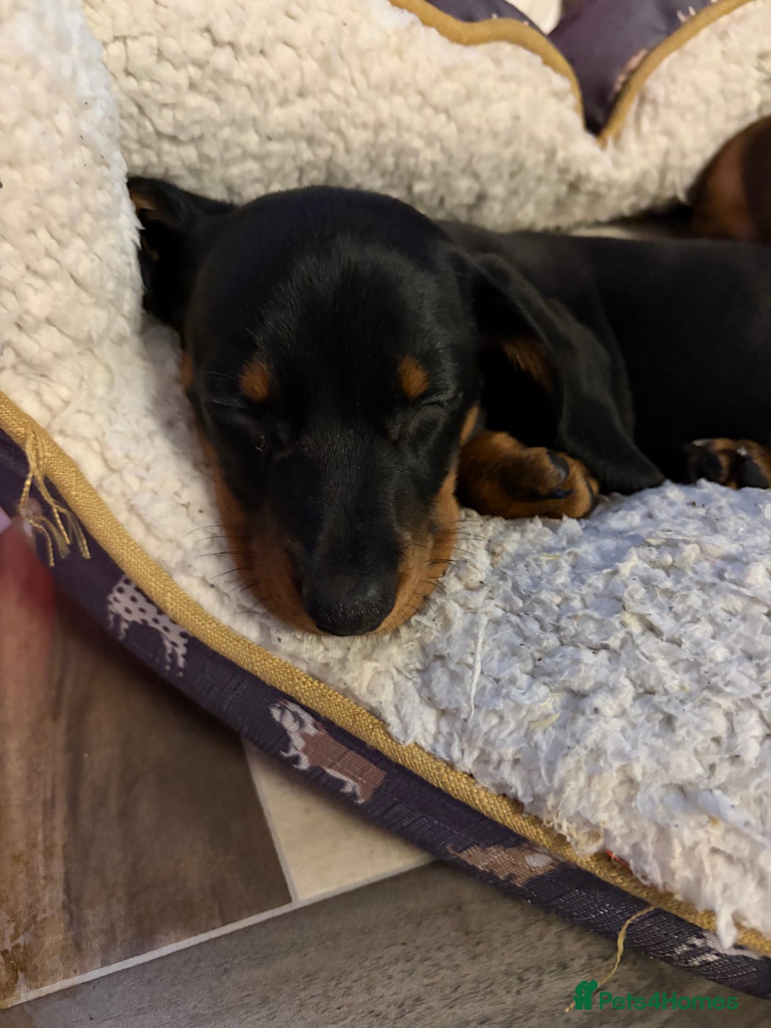 Dachshund dogs for sale: Gorgeous smooth hair black and tan dachshund girl  - Advert 4