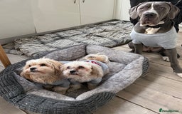 Cane Corso dogs for sale: CANE CORSO CLIO - ******  - Image 6