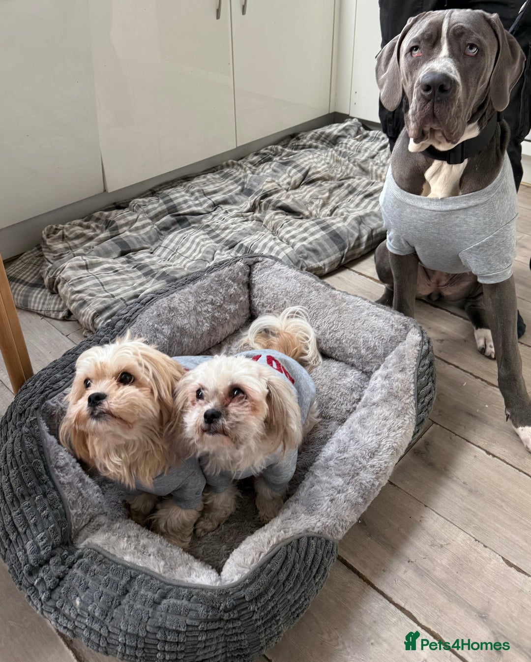 Cane Corso dogs for sale: CANE CORSO CLIO - ******  - Image 6