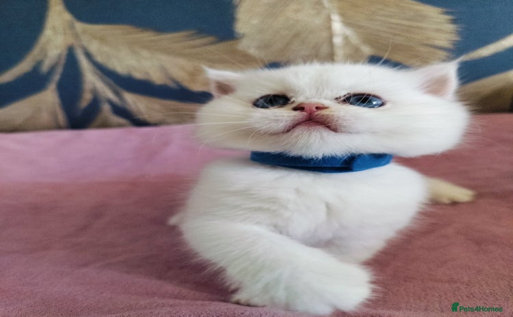 British Shorthair cats - Advert 3