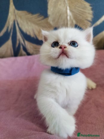 British Shorthair cats - Advert 5