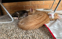 Mixed Breed cats for sale: Cute Kittens for Sale - Ginger, Grey and Black - Image 16