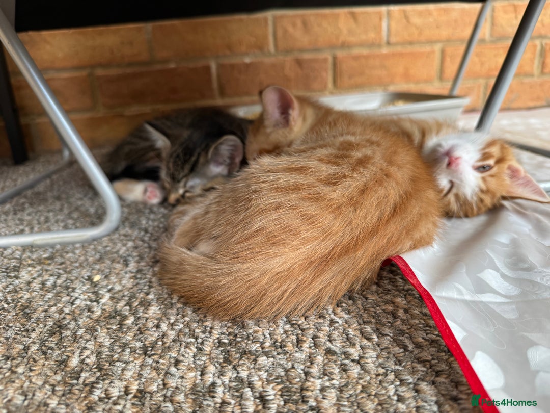 Mixed Breed cats for sale: Cute Kittens for Sale - Ginger, Grey and Black - Image 16