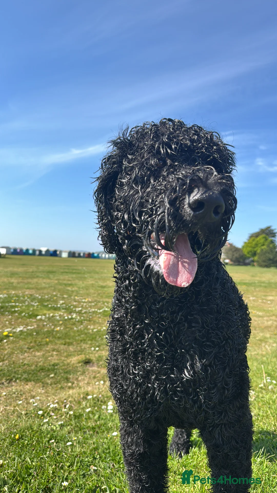 Labradoodle dogs for stud: Meet Leeroy, Our Handsome F3 Labradoodle! - Advert 2