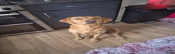 Labrador Retriever dogs for sale: Redfox Labrador  in Wigton - Advert 2