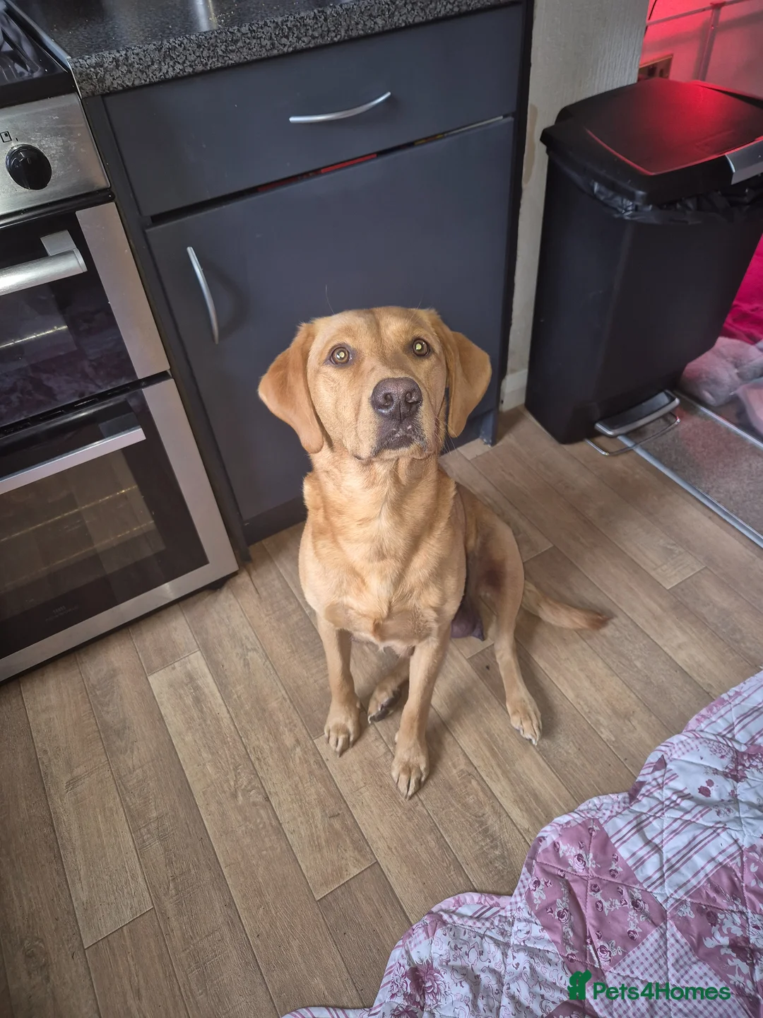Labrador Retriever dogs for sale: Redfox Labrador  in Wigton - Advert 2