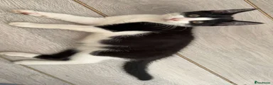 MALE 1