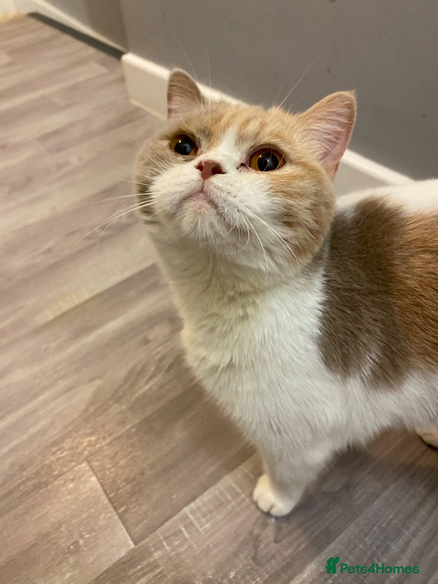 British Shorthair cats Bi colour chunky male - Advert 1