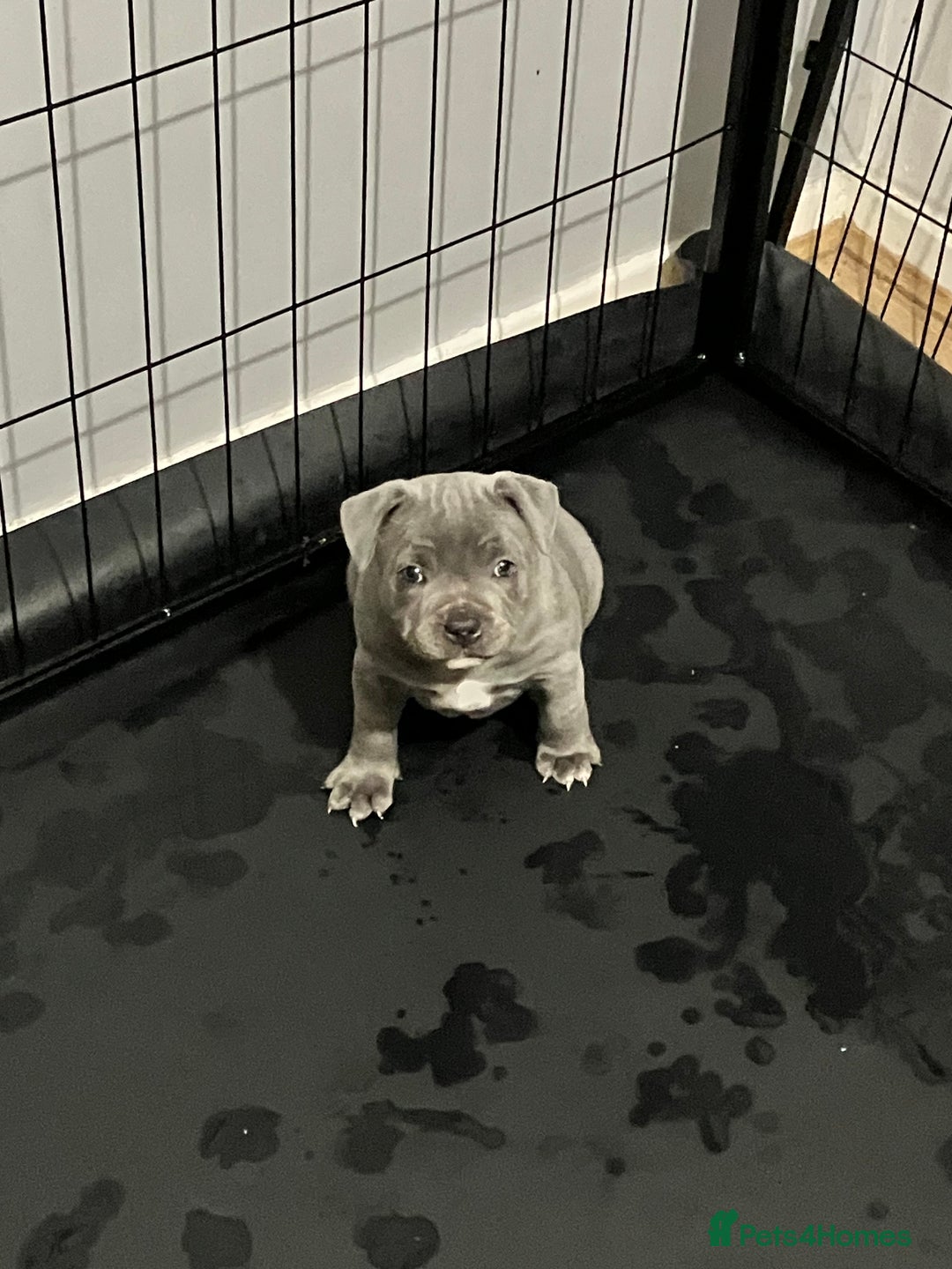 Staffordshire Bull Terrier dogs for sale: 2 blue staffy girls  - Image 3