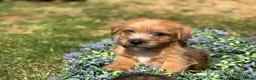 Norfolk Terrier dogs for sale: Stunning KC registered Norfolk terriers - Advert 6