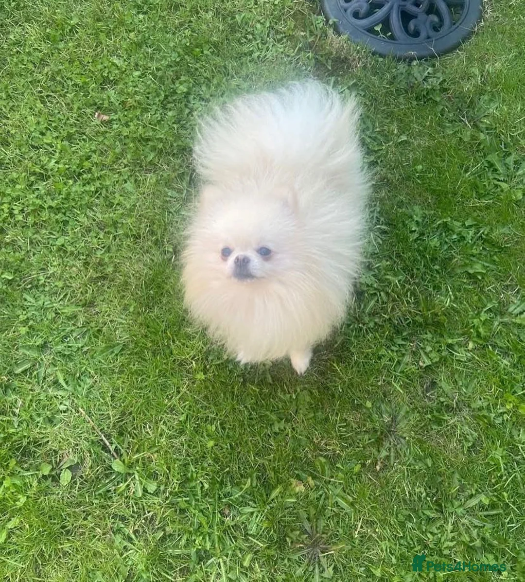 Pomeranian dogs for sale: White Pomeranian girl puppy - Advert 14