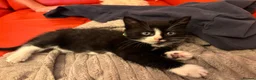 Mixed Breed cats for sale:  7-WEEK-OLD TUXEDO BOY KITTEN in London - Advert 10