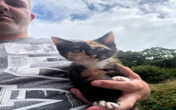 Mixed Breed cats for sale: Mixed Exotic Female Kittens - Image 1