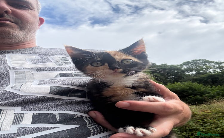 Mixed Breed cats - Advert 1