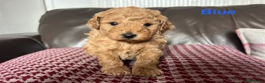 Toy Poodle 1