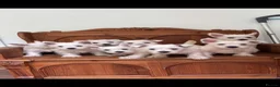 West Highland Terrier dogs for sale: ROYAL KENNEL CLUB WEST HIGHLAND TERRIES - Advert 8