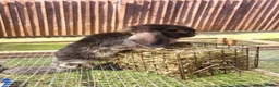 Mini Lop rabbits for sale: Mini lops 2 males - Advert 6