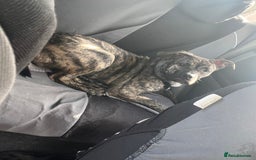 Mixed Breed dogs for sale: Staffy  ** tiff   - Advert 4