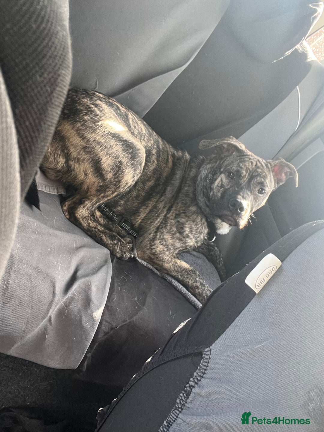 Mixed Breed dogs for sale: Staffy  ** tiff   - Advert 4