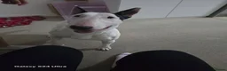 Bull Terrier dogs for sale: English bull terrier  4 years old in Chelmsford - Advert 2