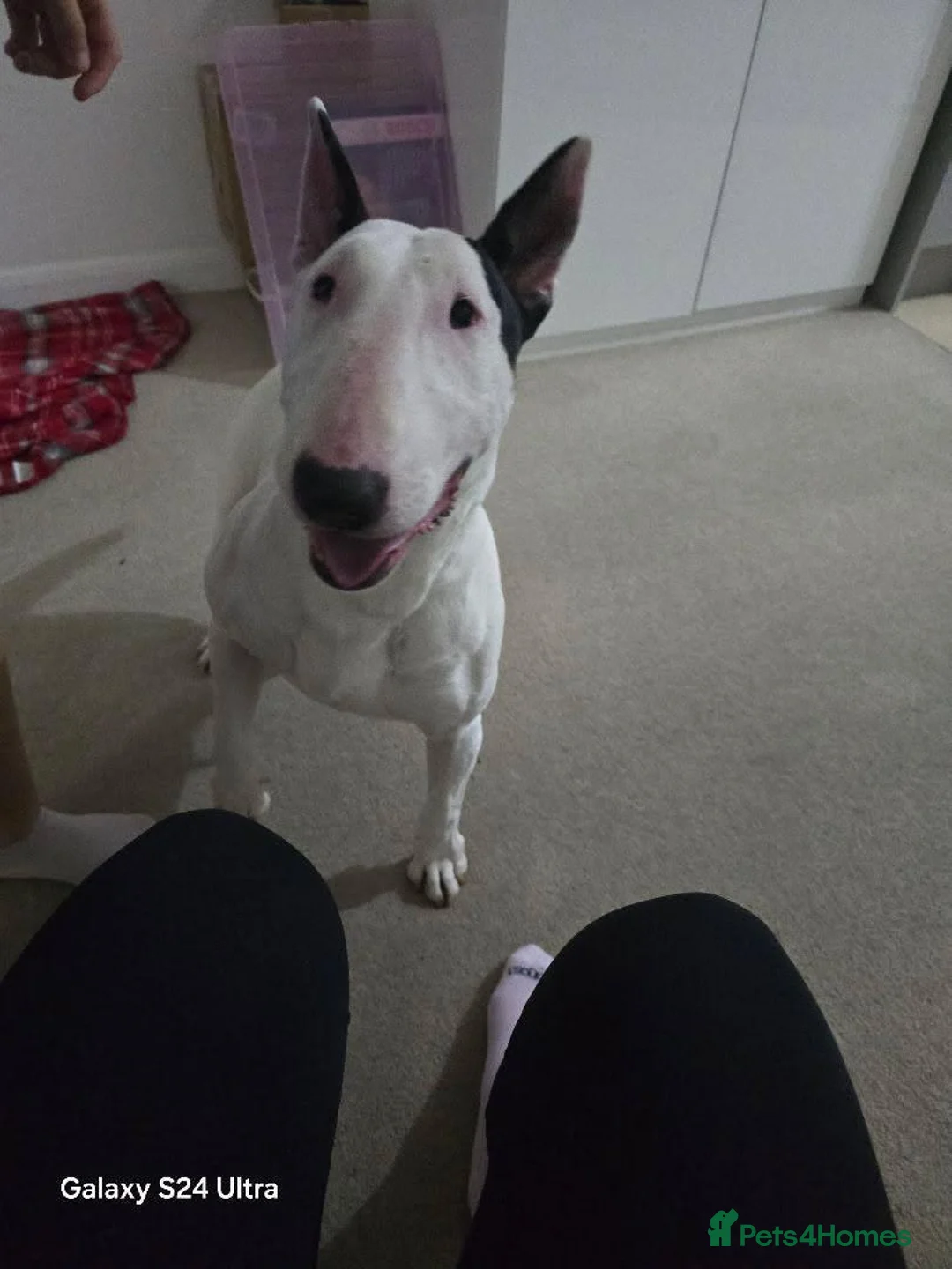 Bull Terrier dogs for sale: English bull terrier  4 years old in Chelmsford - Advert 2